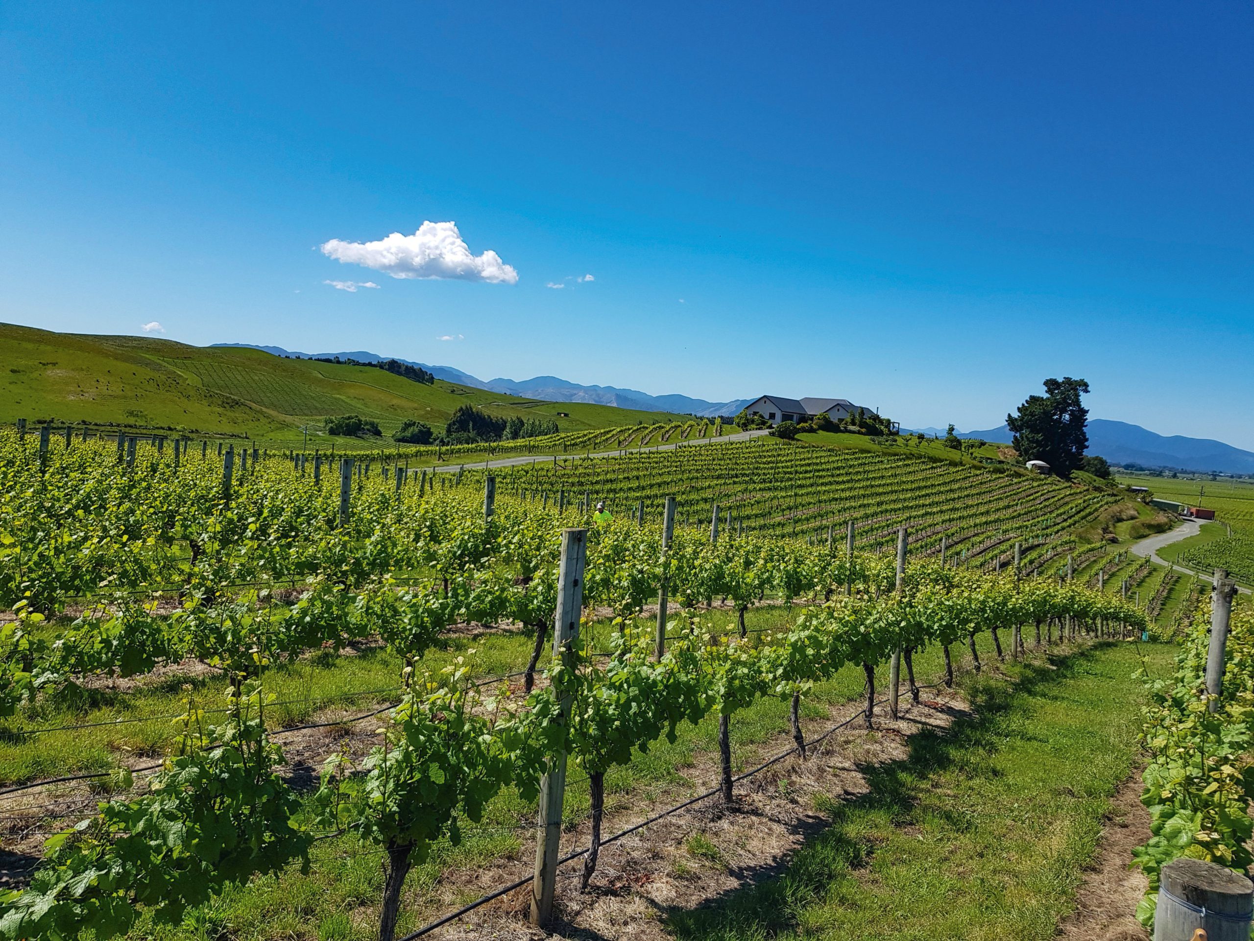 New Zealand Wine: The Land, The Vines, The People: Moran